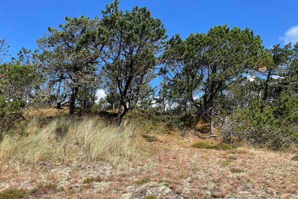Foto van 6 persoons vakantie huis in Nørre Nebel - Vakantiehuis in Nørre Nebel - Untagged
