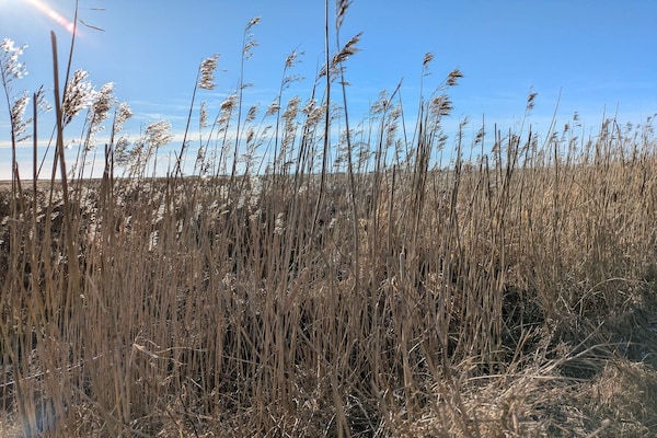 Foto van Rietgedekt huisje met spa - Vakantiehuis in Blåvand - Untagged