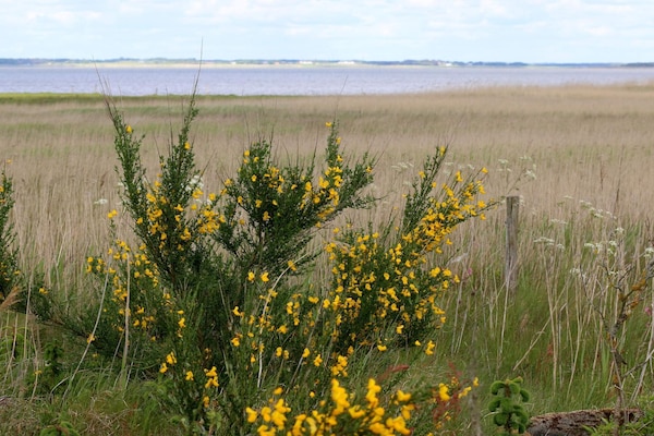 Foto van 6 persoons vakantie huis in Henne-By Traum - Vakantiehuis in Henne - Untagged