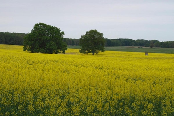 Foto van Vakantiepark Müritz met toegang tot de jachthaven - AreaSummer5KM