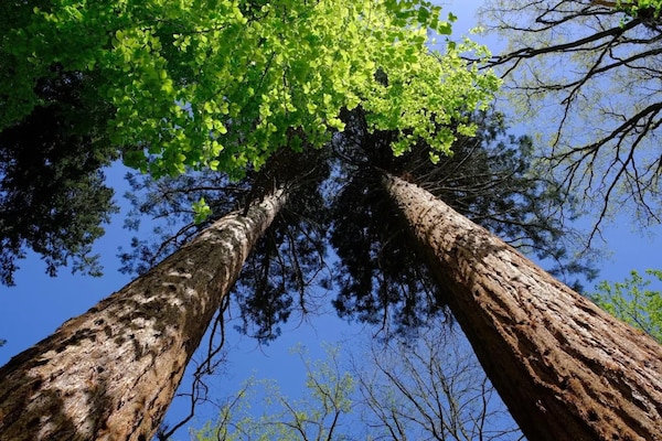 Foto van Chalet in Wendorf - Vakantiehuis in Wendorf - AreaSummer20KM