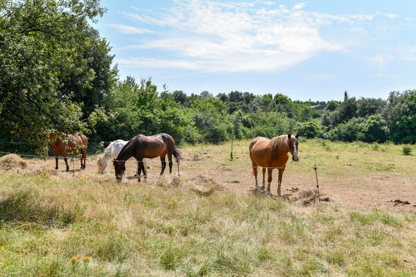 Foto van Gîte in een vakantiepark met zwembad - Vakantiehuis in Saint-Savinien - GardenSummer