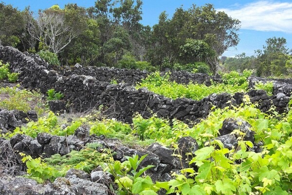 Foto van Landhuis in Apulië bij Alberobello - Vakantiehuis in Cisternino - AreaSummer5KM