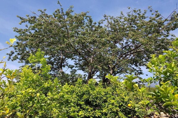 Foto van Siciliaanse retraite: zwembad en tuin - Vakantiehuis in Santa Venerina - AreaSummer5KM