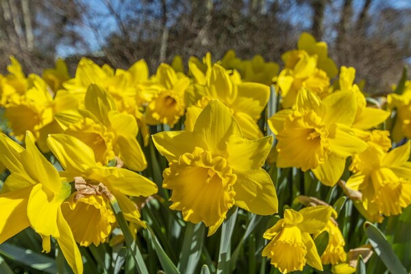 Foto van Callantsduyne 21 met uitzicht op de duinen - Vakantiehuis in Callantsoog - AreaSummer1KM