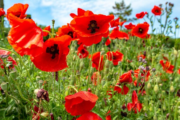 Foto van Yperhof 66 vakantiehuis voor 6 gasten aan de kust - Vakantiehuis in Julianadorp aan Zee - Ambiance